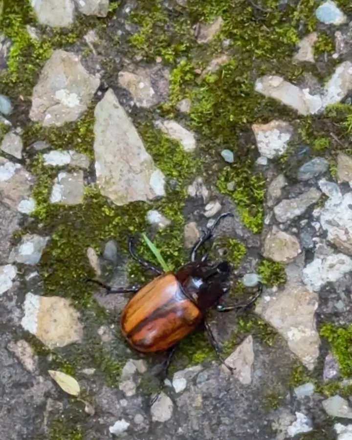 A shiny brown beetle on a stone path