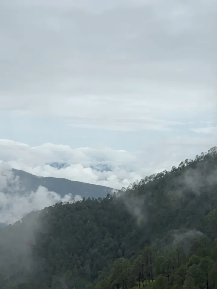 Clouds filling the valley below the forest