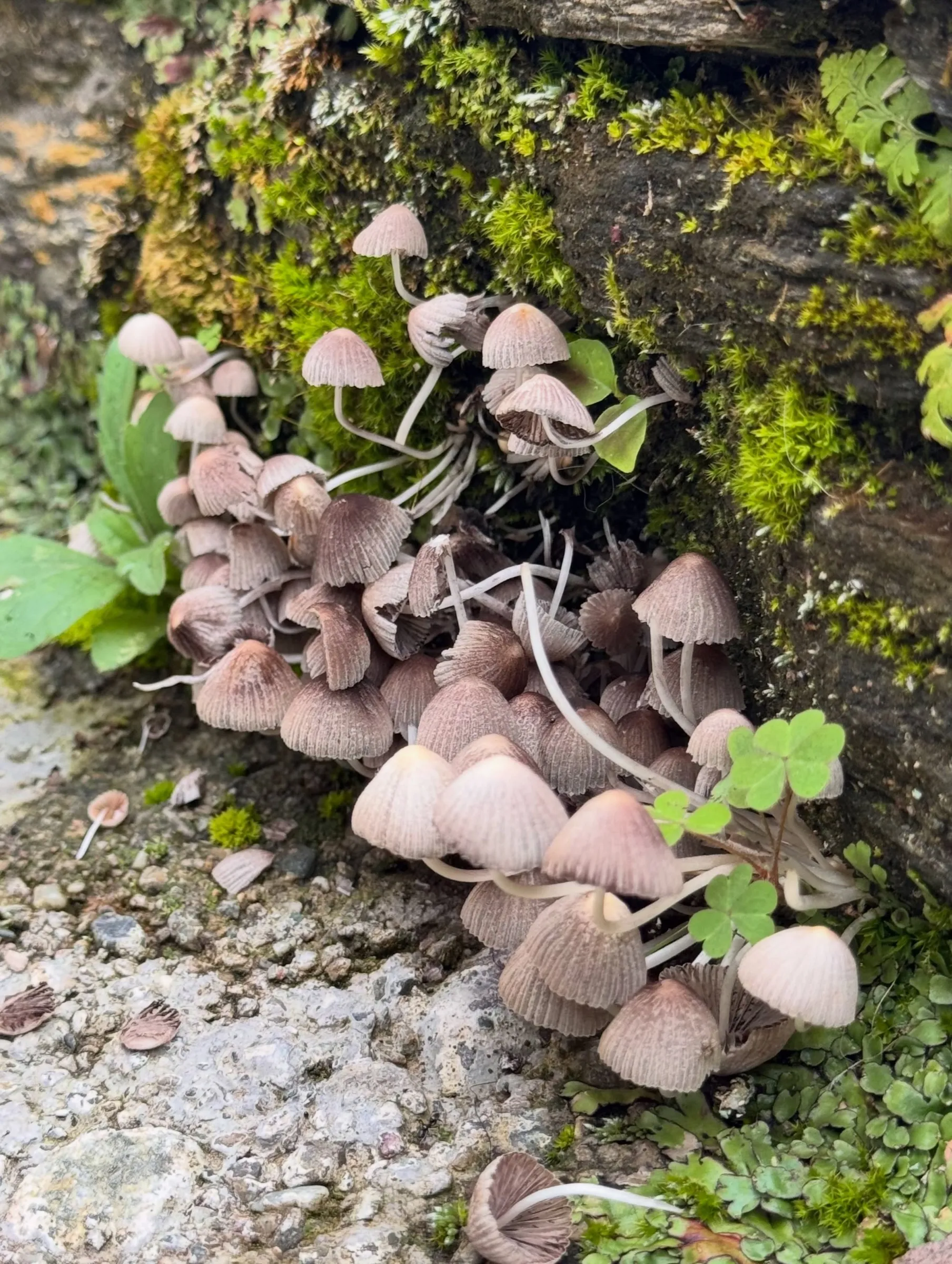 A cluster of tiny grey mushrooms on a mossy log