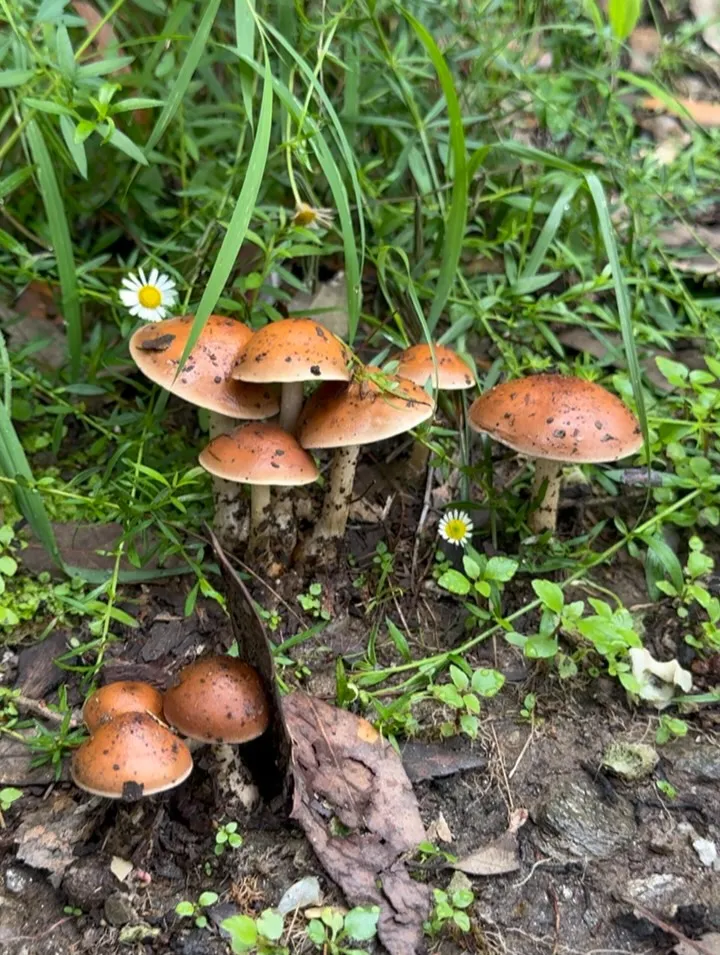 A small family of brown mushrooms among the weeds