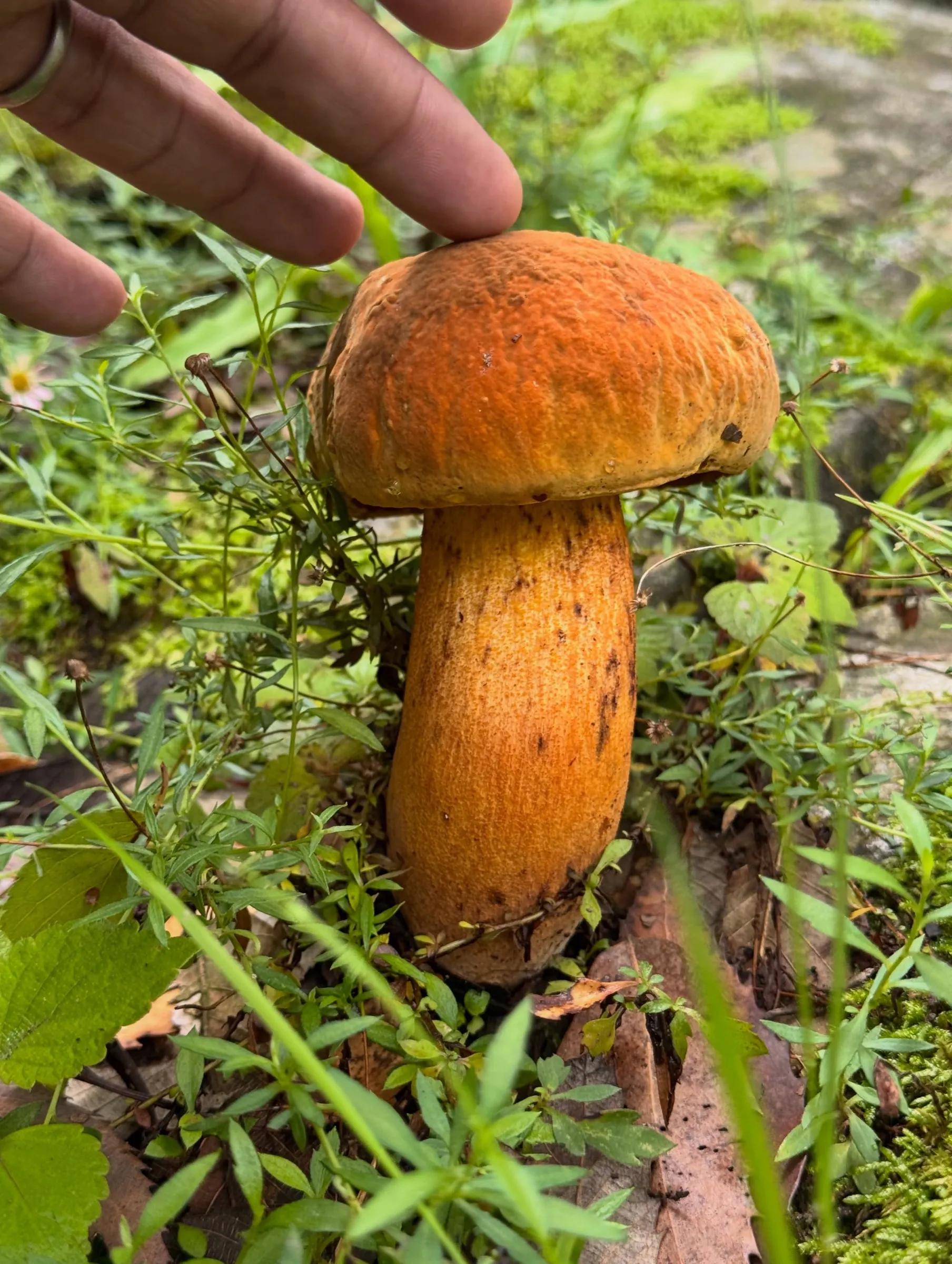 An orange-capped mushroom in the grass