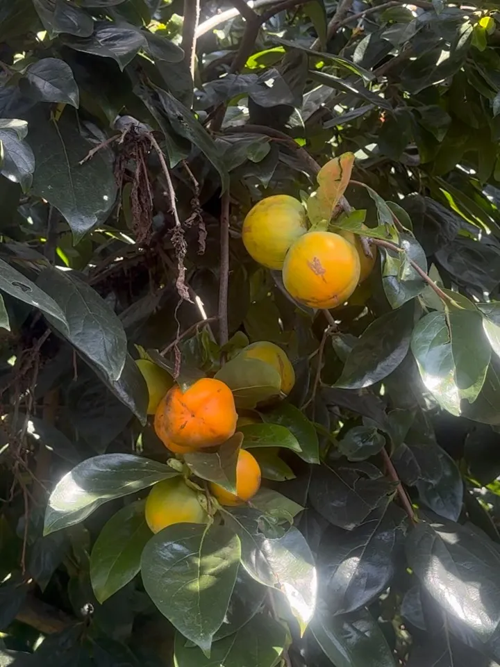 Persimmons ripening on the tree