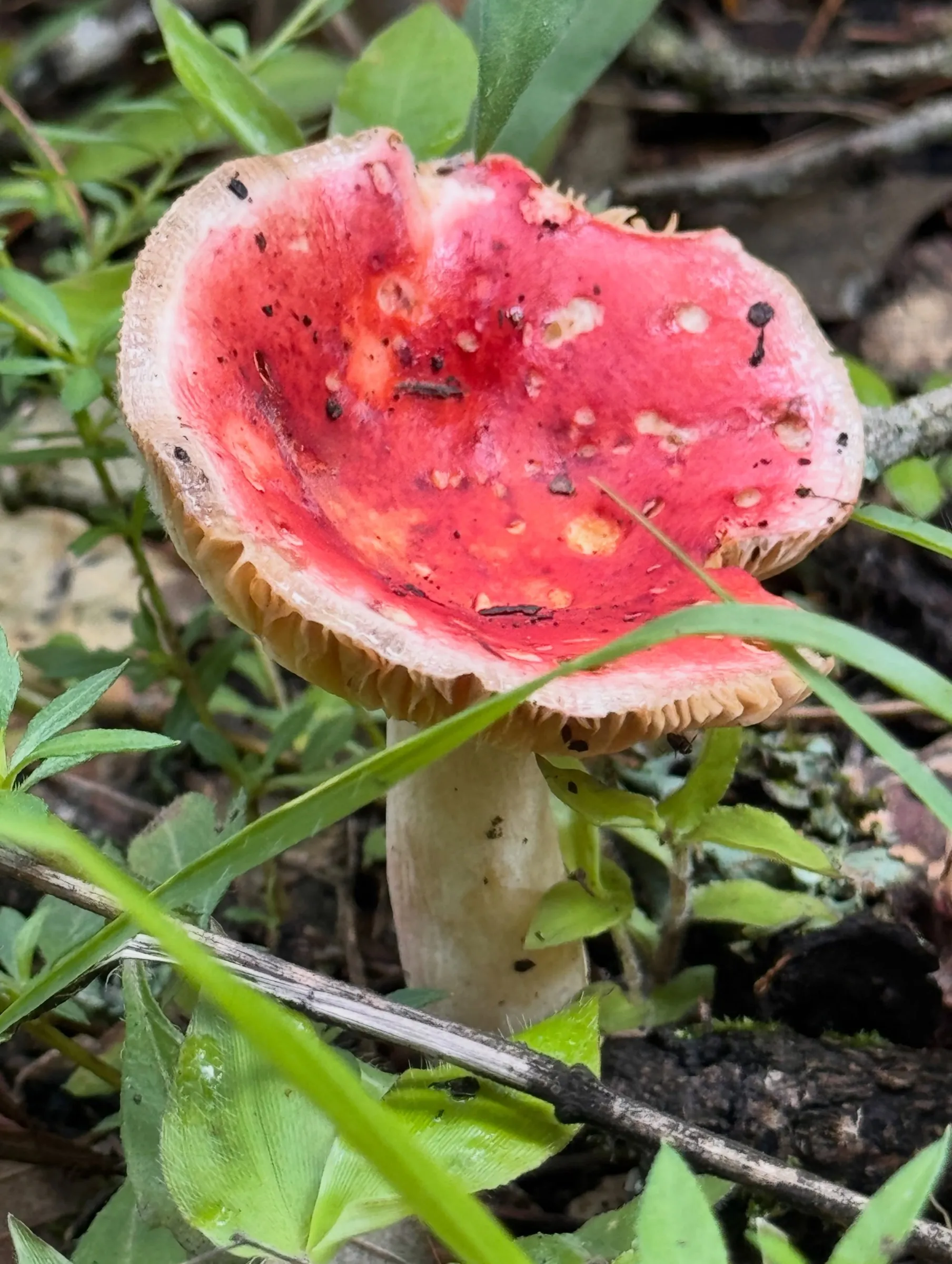 A mushroom with a bright red cap