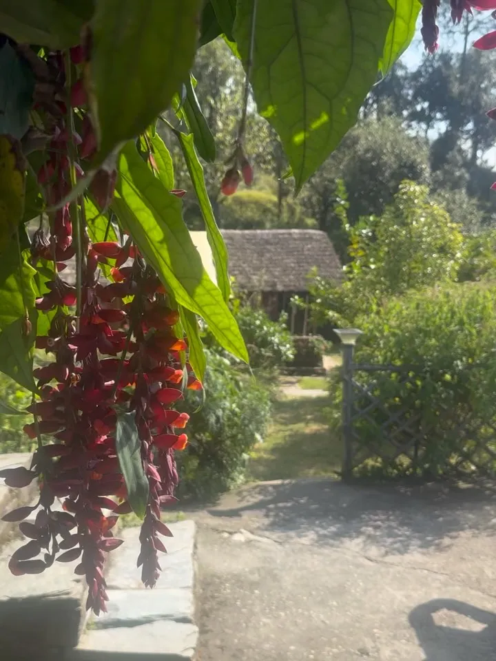 Long red flowers hanging over the garden path