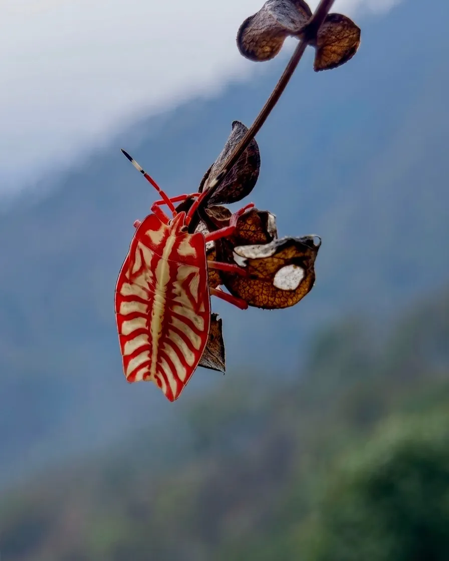 A red and white shield bug nymph on a leaf