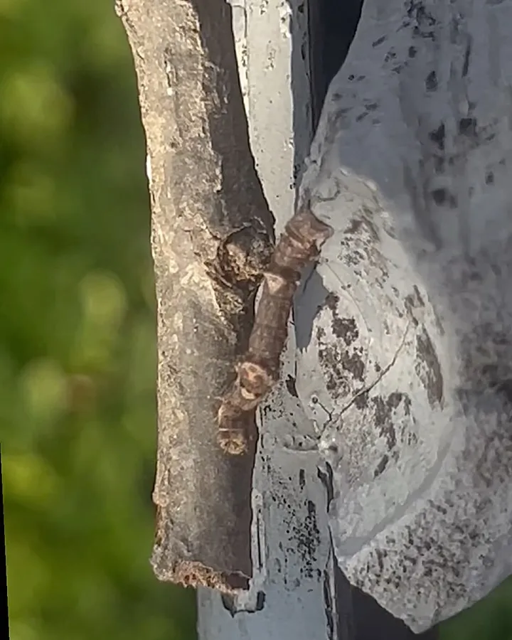 A caterpillar that looks exactly like a twig